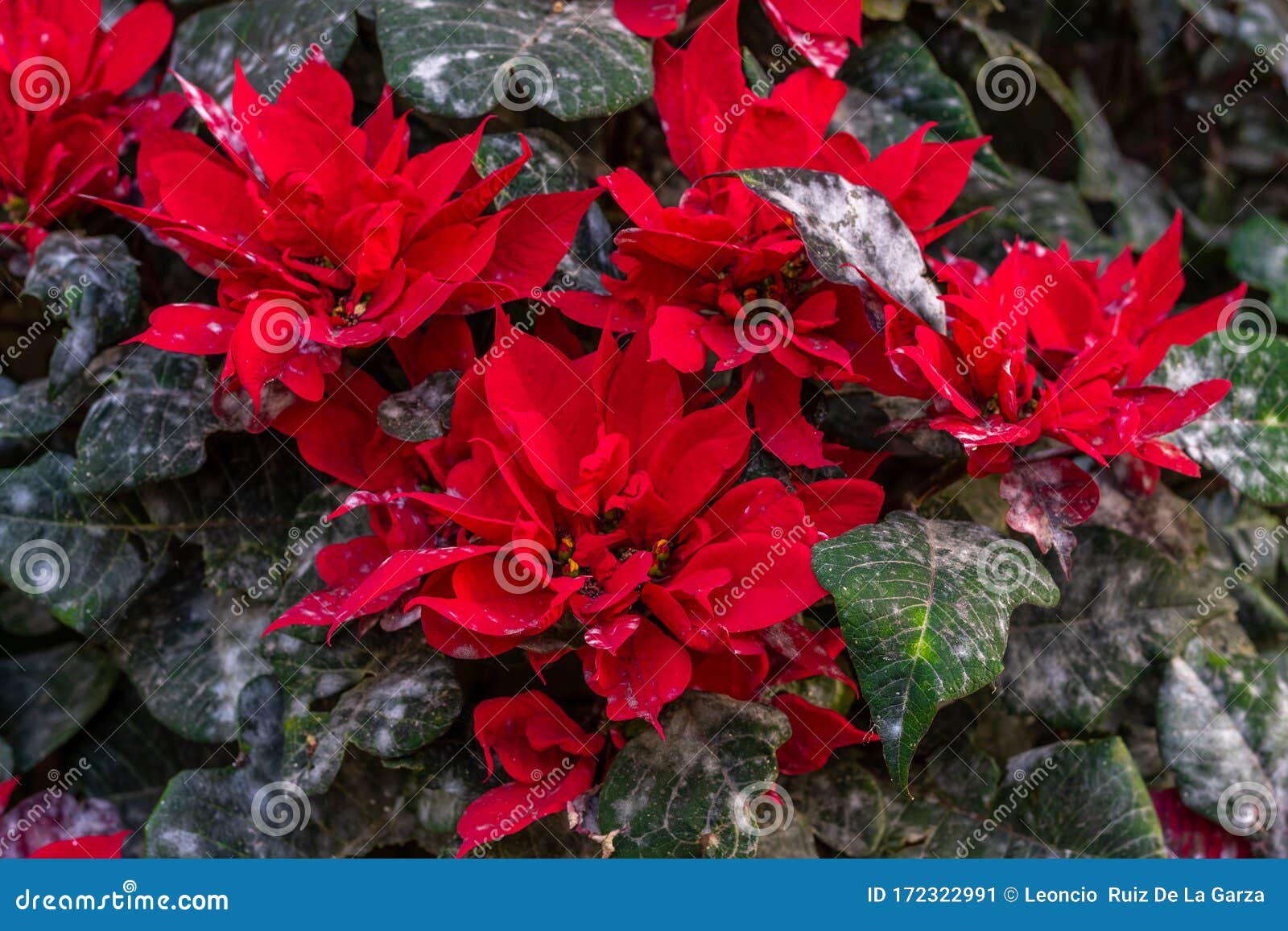 Flor De Natal Contaminada Por Peste. Boa Noite Doente. Planta Com Pragas  Imagem de Stock - Imagem de cultivar, furo: 172322991