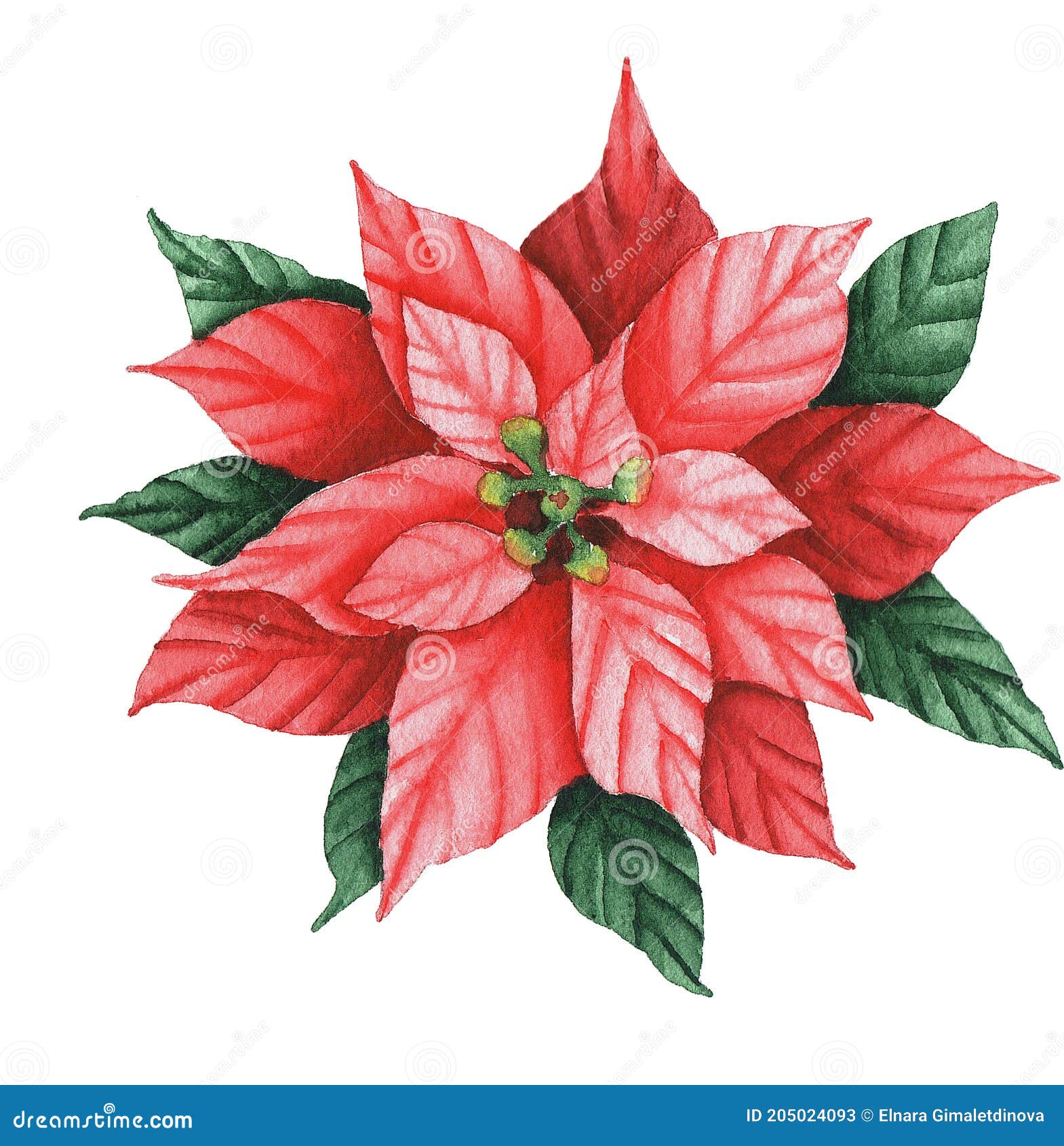 Flor De Nochebuena. Ilustración De Acuarela Aislada Sobre Fondo Blanco. Elementos De Diseño Para Tarjetas De Felicitación Imagen de archivo - Imagen de nuevo, guirnalda: 205024093 Flor De Nochebuena. Ilustración De Acuarela Aislada Sobre Fondo Blanco. Elementos De Diseño Para Tarjetas De Felicitación Imagen de archivo - Imagen de nuevo, guirnalda: 205024093
