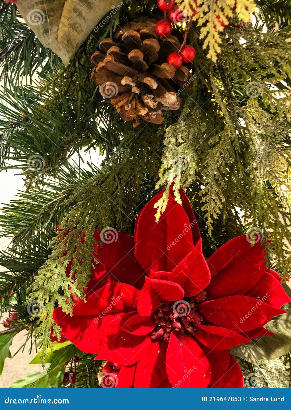 Flor De Nochebuena Roja Y Conos De Pino En El árbol De Navidad Imagen de  archivo - Imagen de rojo, vacaciones: 219647853