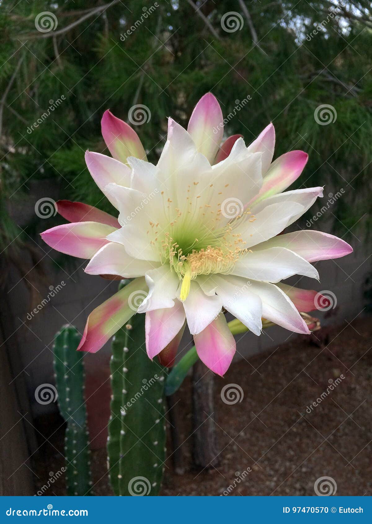 Flor De Noite Do Cacto Do Jardim Foto de Stock - Imagem de plantas,  deserto: 97470570
