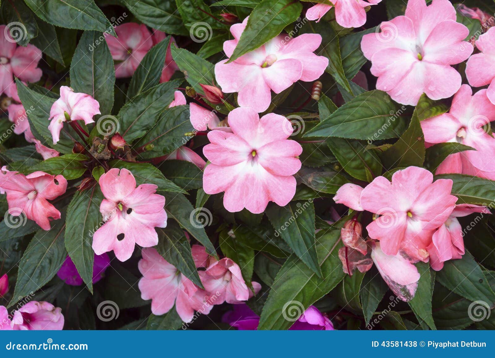 Flor De Nueva Guinea Impatiens Foto de archivo Imagen de primer, amor