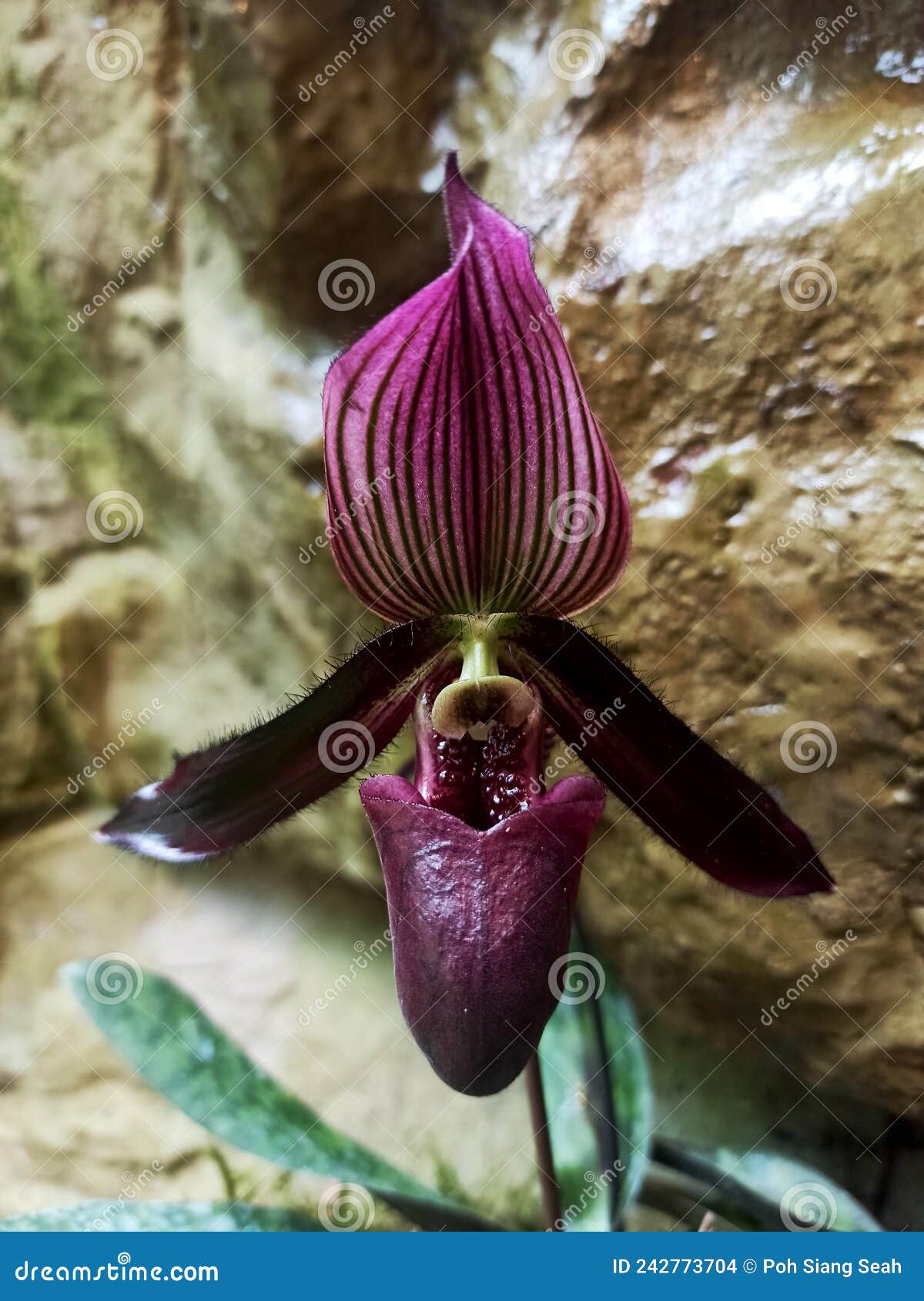 Flor De Orquídea única Con Cuatro Colores Diferentes Foto de archivo -  Imagen de verde, crezca: 242773704