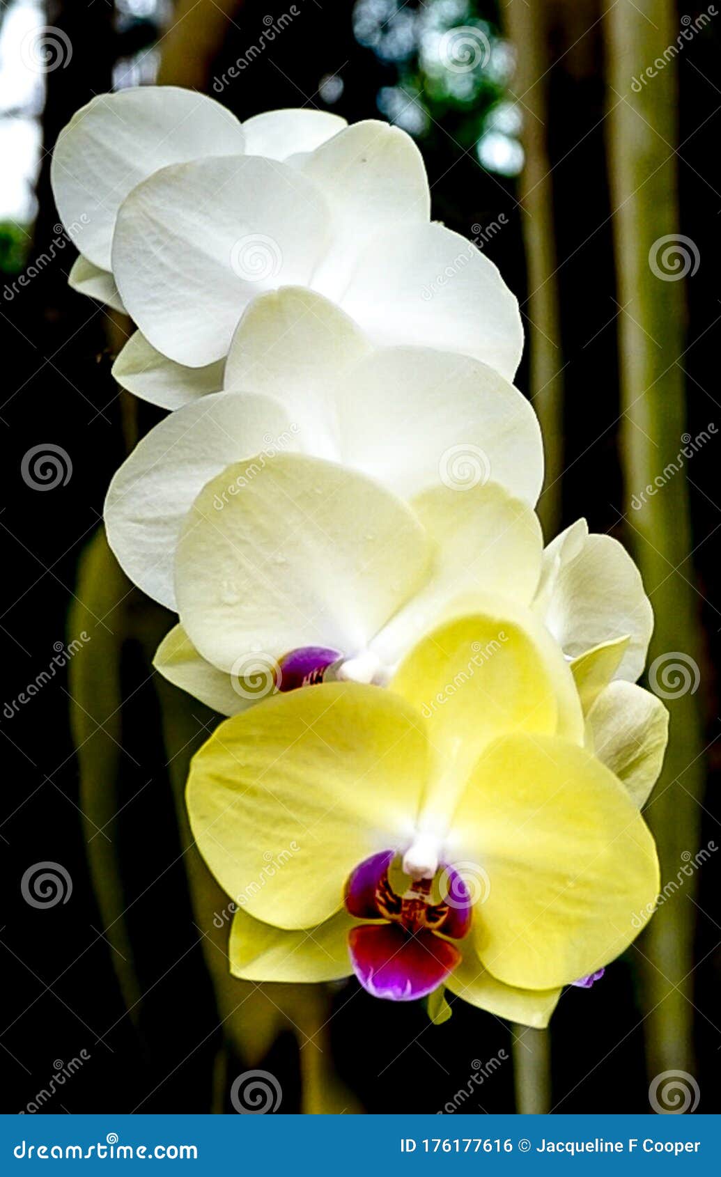 Flor De Orquídea Amarela E Branca Foto de Stock - Imagem de isolado, roxo:  176177616