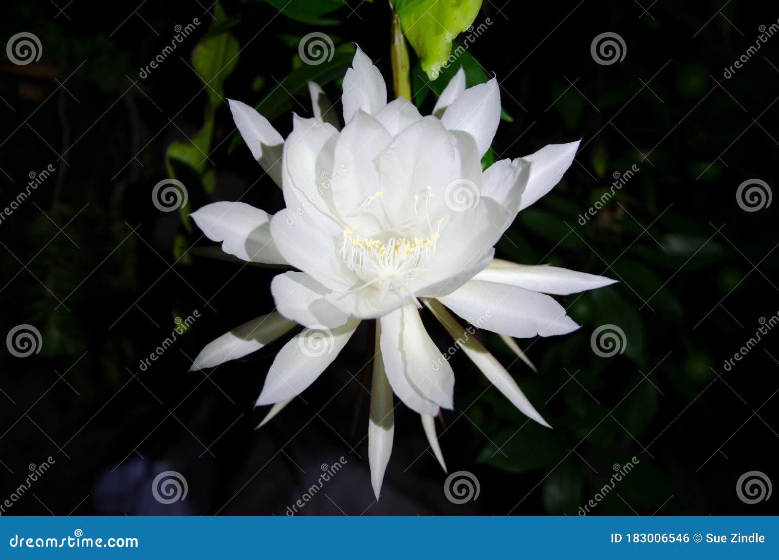 Flor de orquídea branca foto de stock. Imagem de planta - 183006546