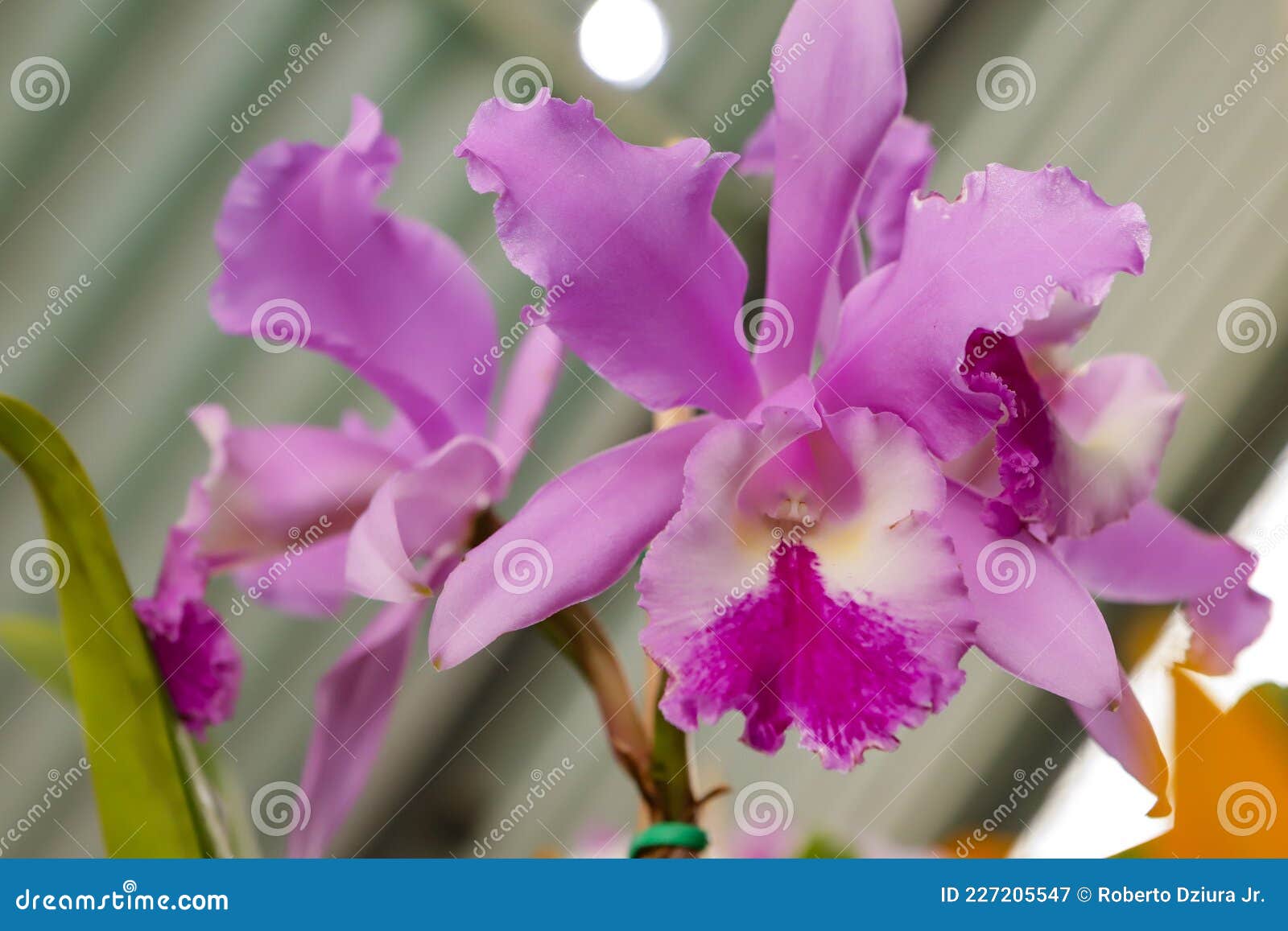 Flor De Orquídea Cattleya Labiata Imagem de Stock - Imagem de flora,  borrado: 227205547