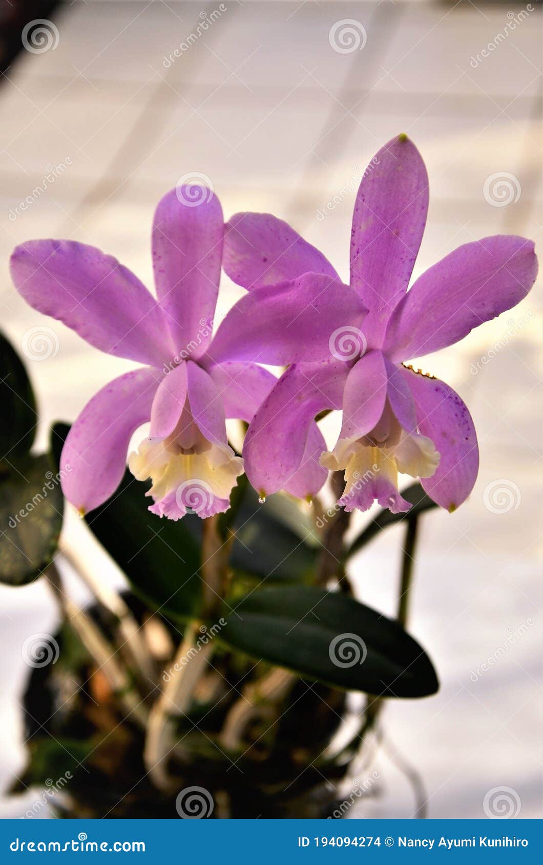 Flor De Orquídea Cattleya Rosa Con Amarillo Foto de archivo - Imagen de  verde, detalles: 194094274