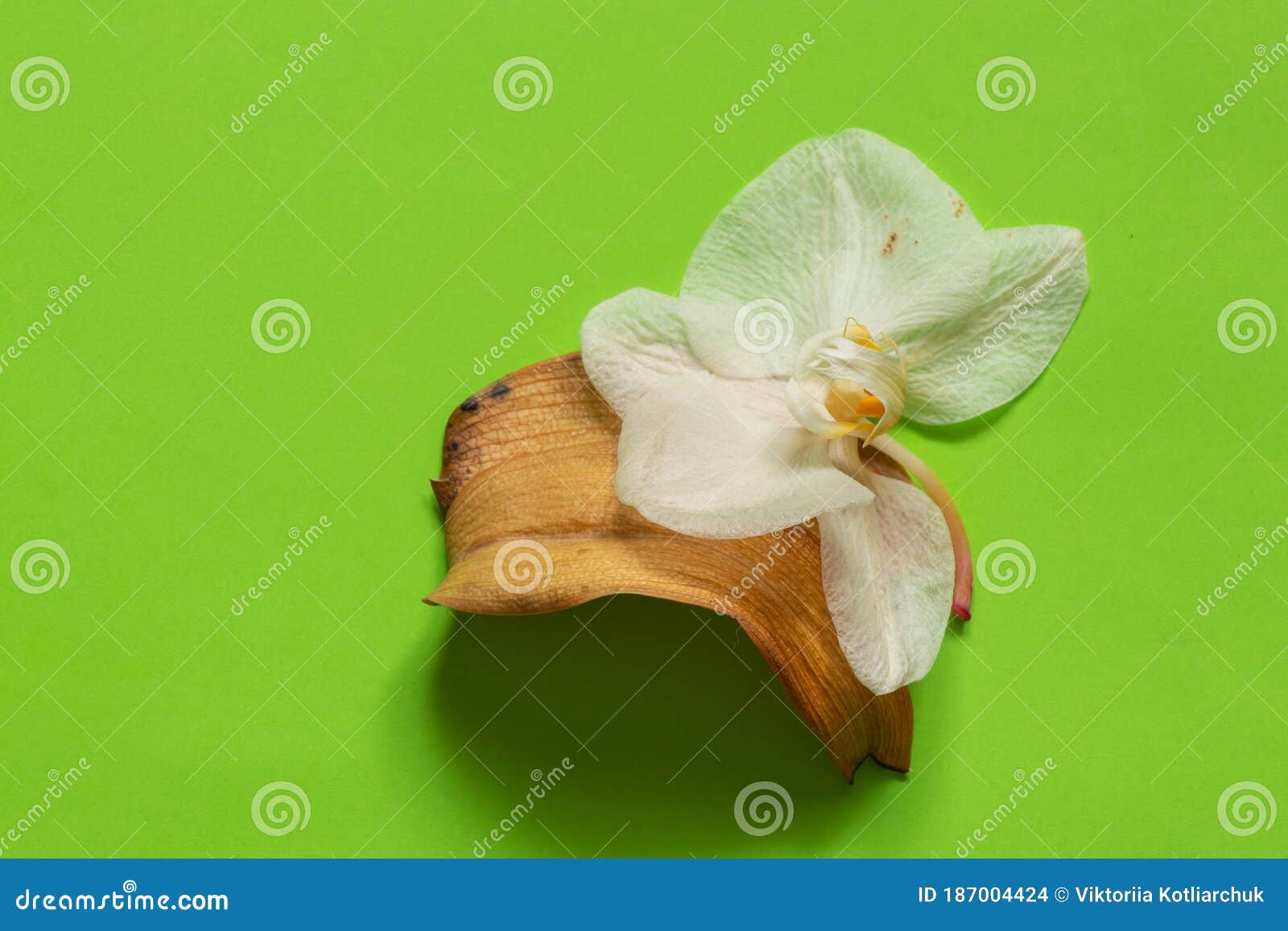 Flor De Orquídea Murchada Numa Armação De Fundo Isolada Foto de Stock -  Imagem de amarelo, naughty: 187004424