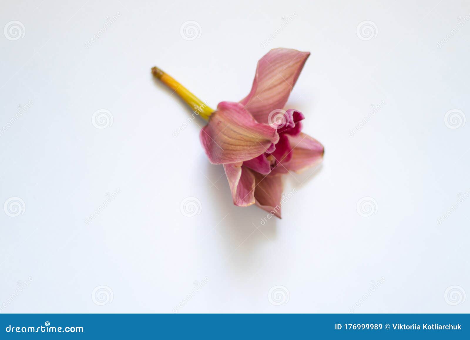 Flor De Orquídea Murchada Sobre Fundo Branco Imagem de Stock - Imagem de  seca, emaciado: 176999989