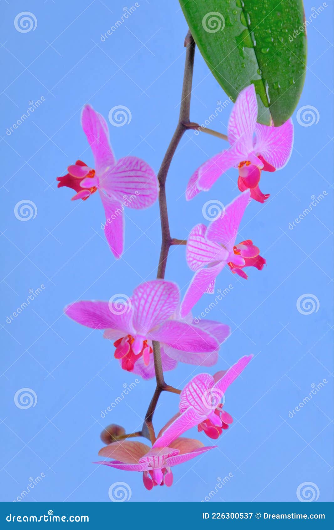 Flor De Orquídea. Ramificação De Orquídeas Rosa-rosa-rosa-orquídea-rosa-fundo-azul  Imagem de Stock - Imagem de filial, verde: 226300537