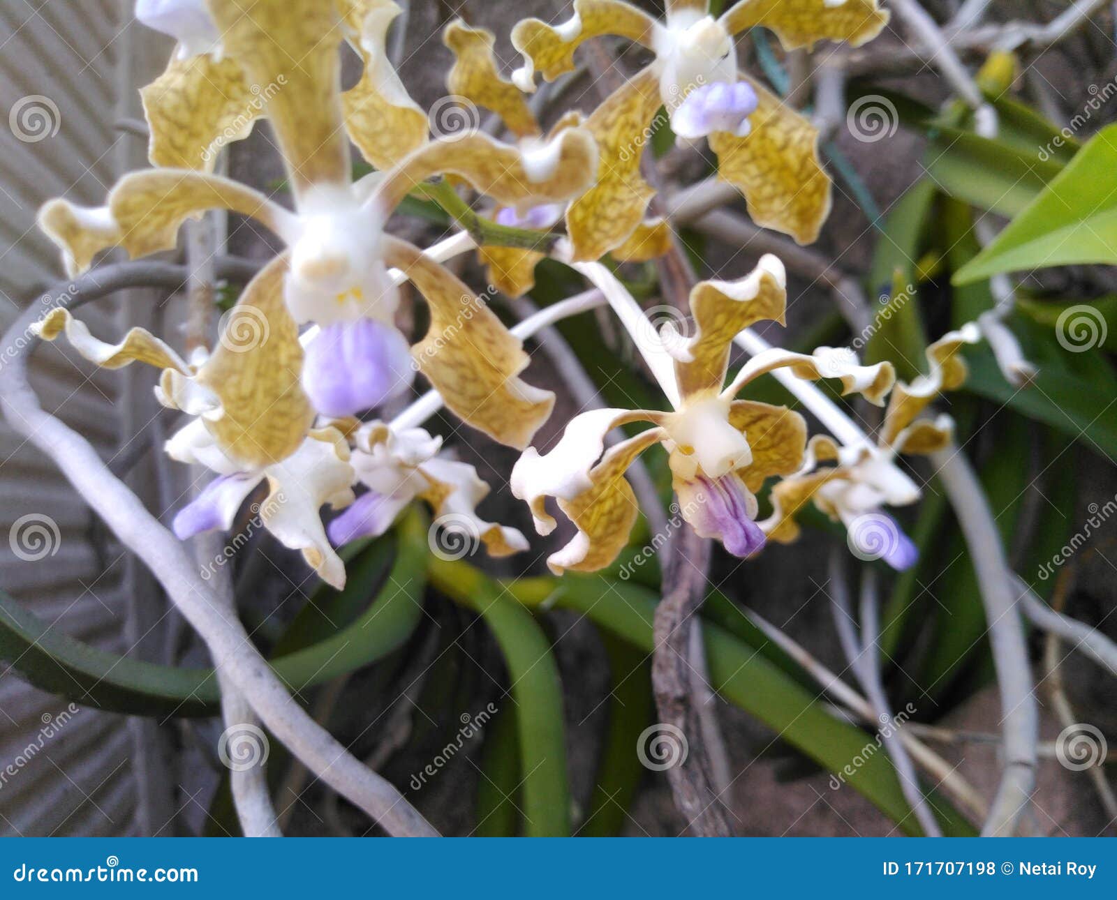 Flor De Orquídea De Vanda Aromática Em Cachos Foto de Stock - Imagem de  grupos, problemas: 171707198