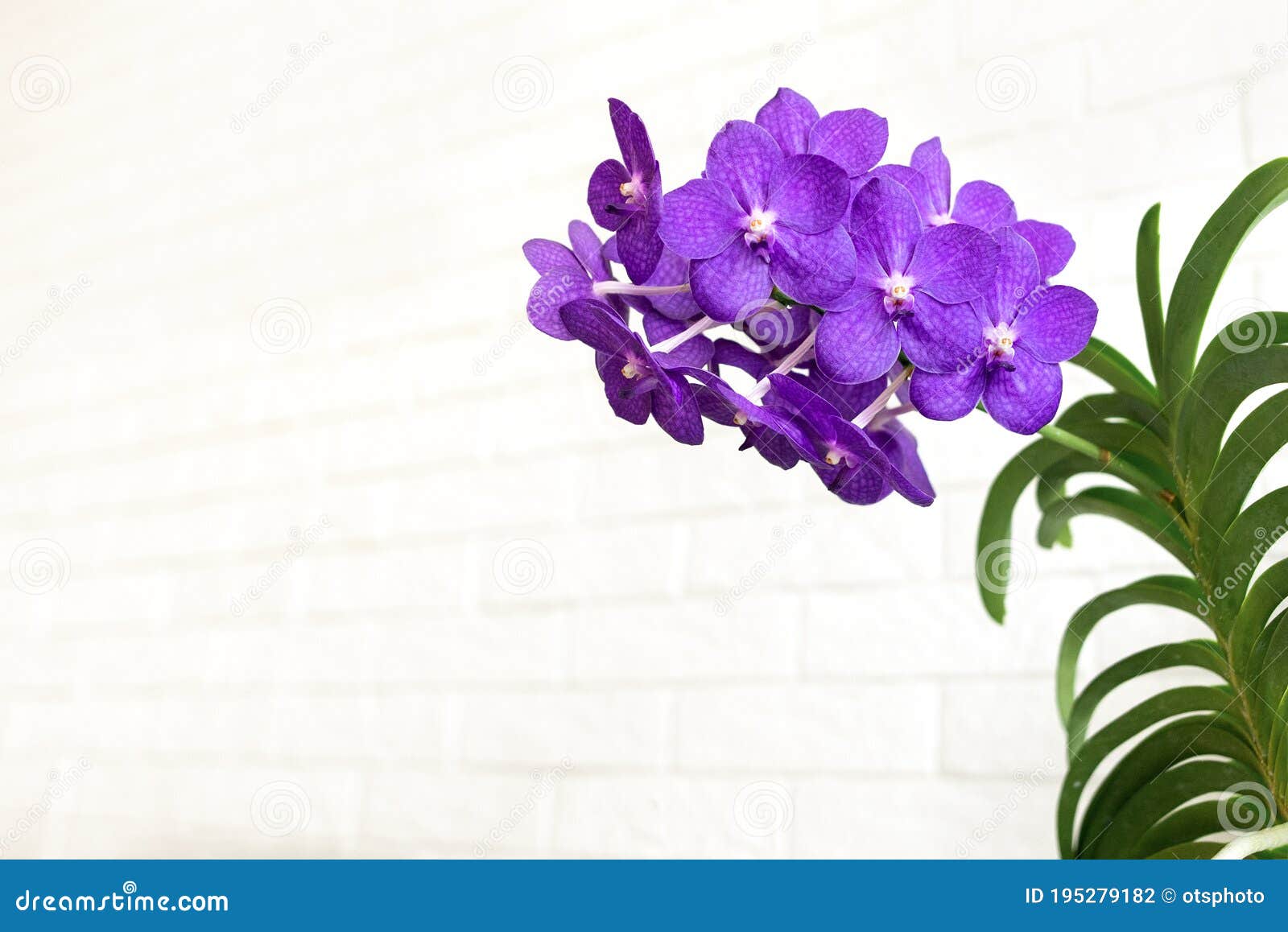 Flor De Orquídea De Vanda Morada En Flor Cerca De Foto de archivo - Imagen  de cubo, cierre: 195279182