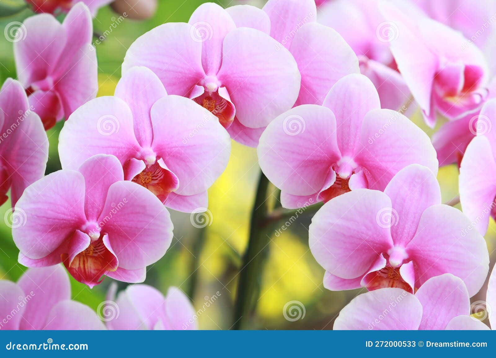 Orquídeas Naturales con Rosas