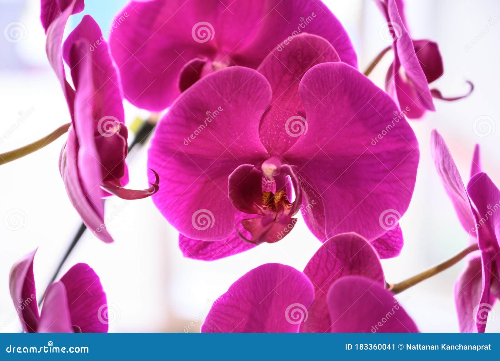 Flor De Orquídeas Naturales En El Jardín Orquídeas Tailandesas