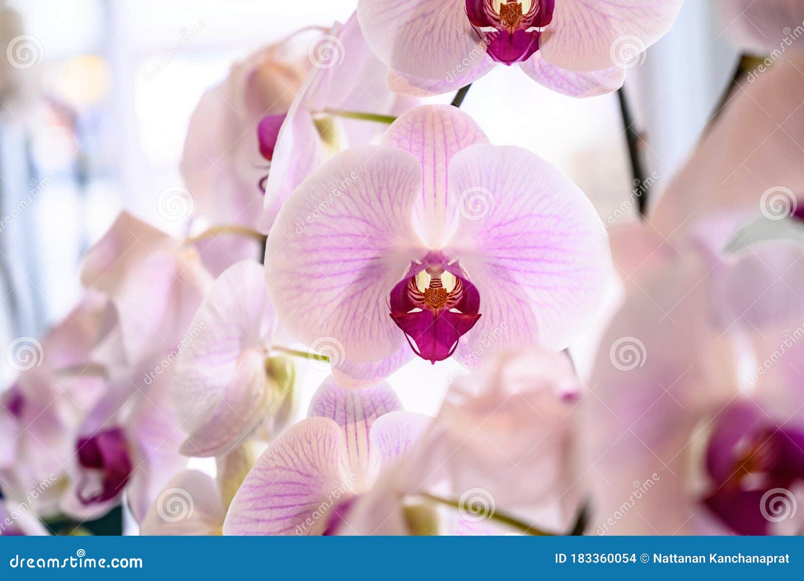 Flor De Orquídeas Naturales En El Jardín Orquídeas Tailandesas. Orquídeas  Híbridas Para El Diseño De Conceptos De Belleza Y Agricu Foto de archivo -  Imagen de agricultura, resorte: 183360054