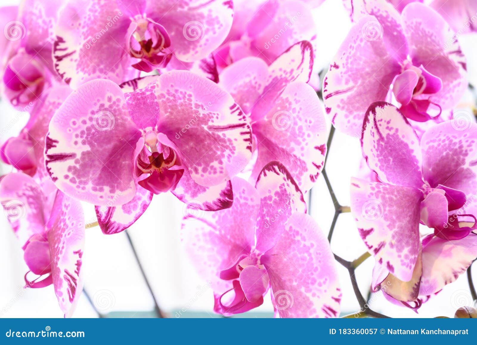 Flor De Orquídeas Naturales En El Jardín Orquídeas Tailandesas