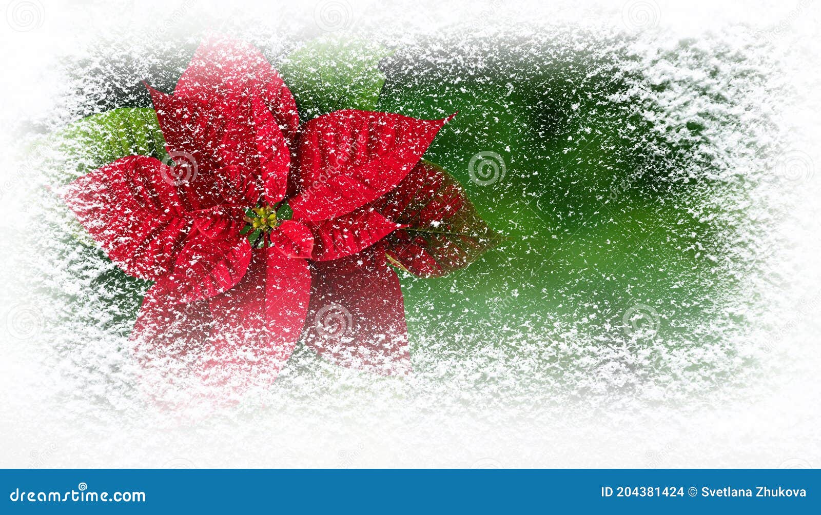 flor de pascua or poinsettia flower in winter covered with snowfall greating card