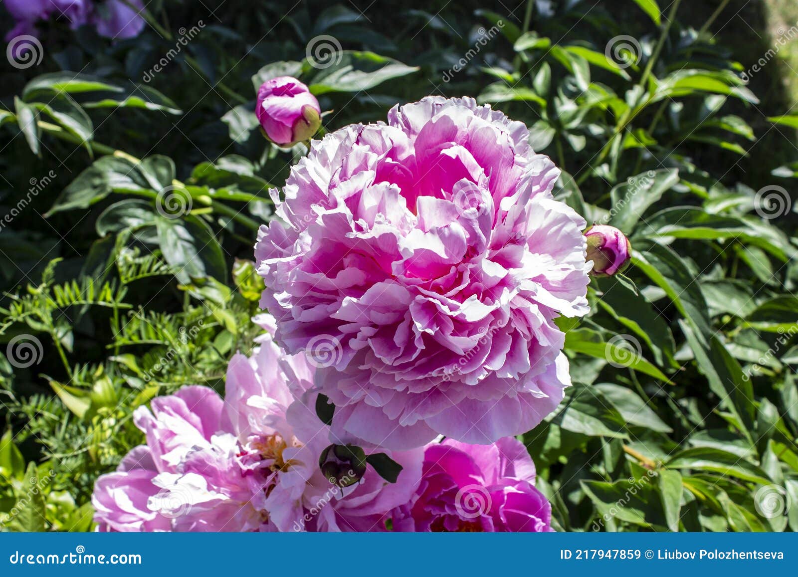 Flor De Peão De Peão No Jardim No Verão Imagem de Stock - Imagem de peônia,  sazonal: 218593939