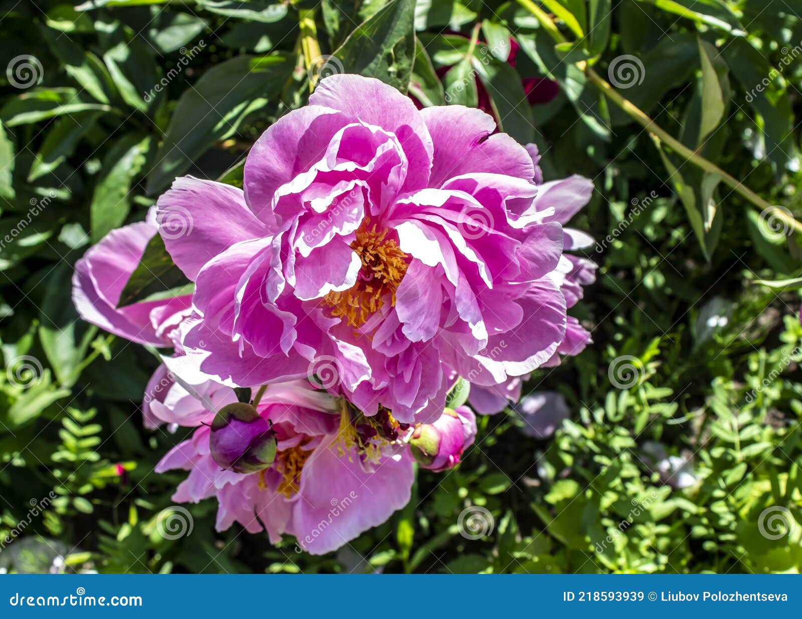 A flor do peão que cresce em um jardim do verão.