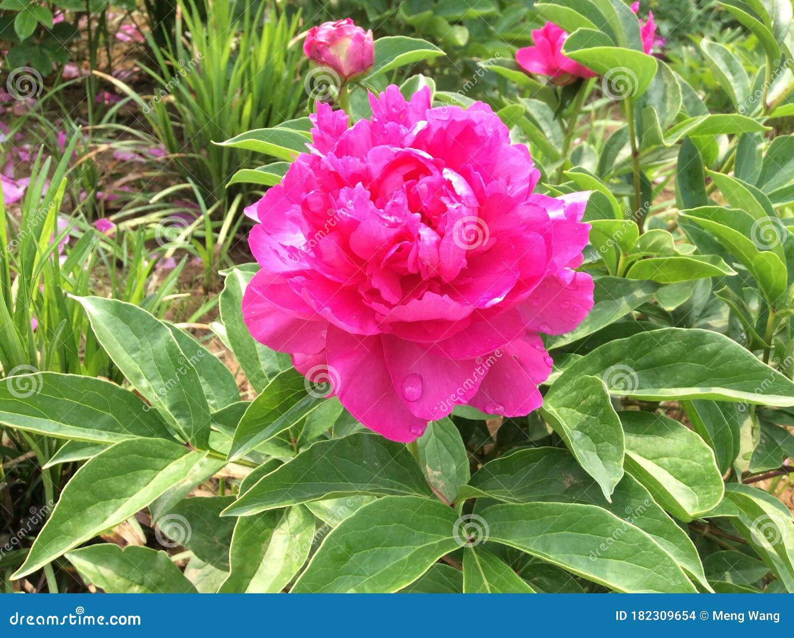 Flor De Peonía Rosa Herbácea Bajo El Sol En El Jardín De Flores Nacional De  China En La Ciudad De Luoyang Foto de archivo - Imagen de rosa, resorte:  182309654