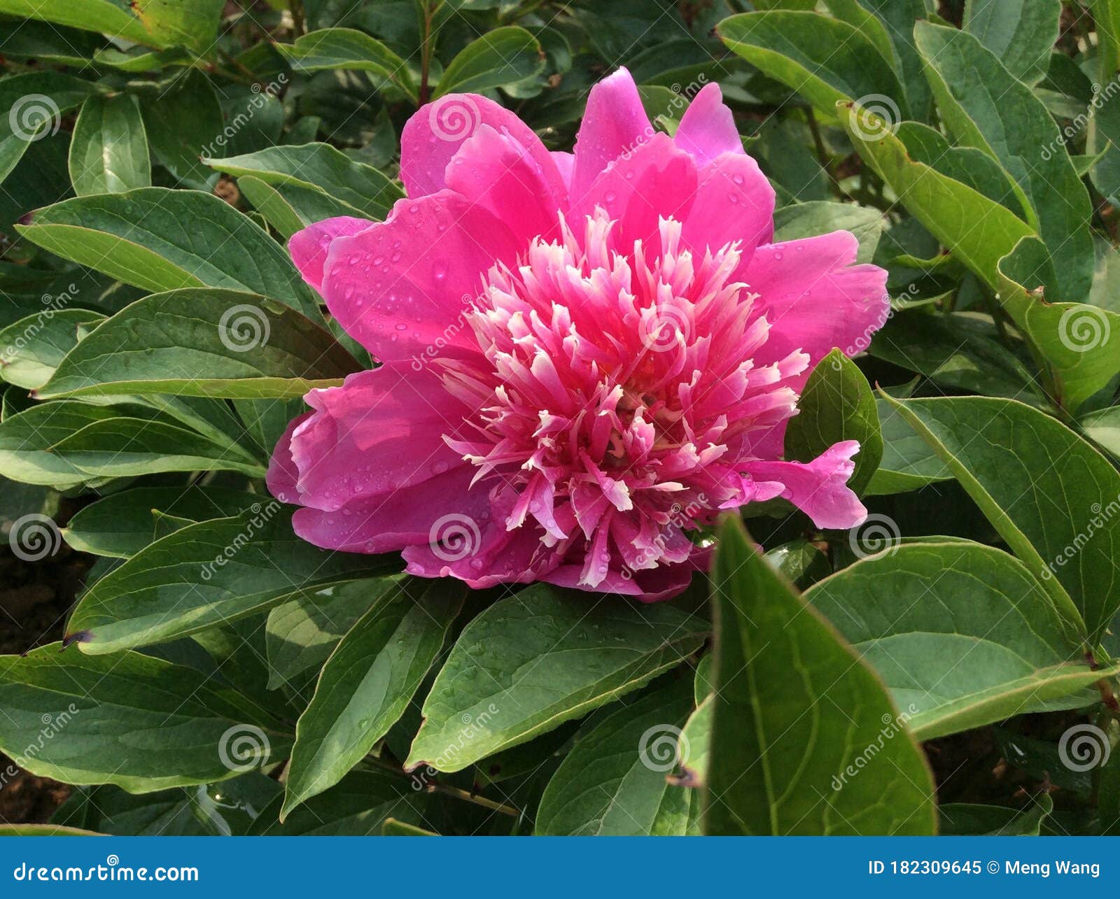 Flor De Peonía Rosa Herbácea En El Jardín De Flores Nacional De China En La Ciudad De Luoyang Imagen de archivo - Imagen de rosa, resorte: 182309645 Flor De Peonía Rosa Herbácea En El Jardín De Flores Nacional De China En La Ciudad De Luoyang Imagen de archivo - Imagen de rosa, resorte: 182309645