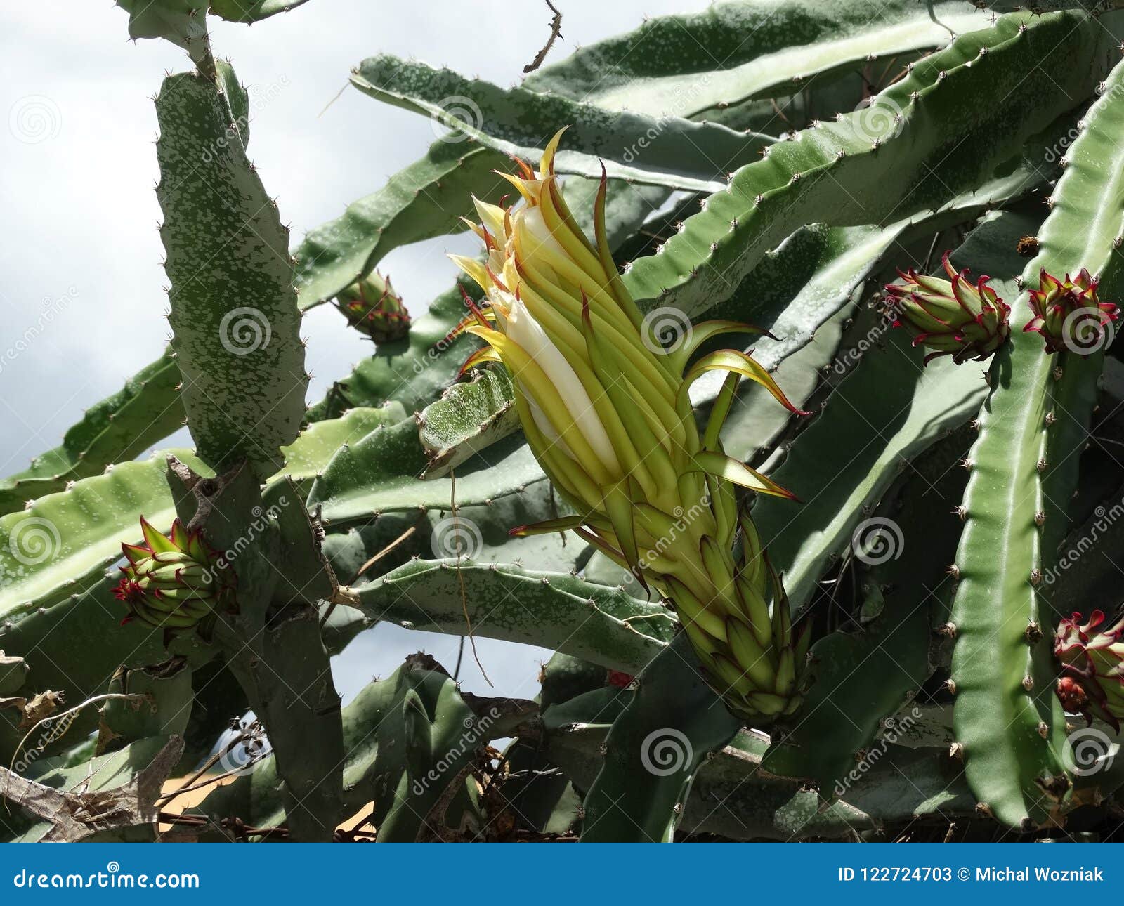 Flor De Pitaya, Dragonfruit Imagem de Stock - Imagem de botânica, preto:  122724703