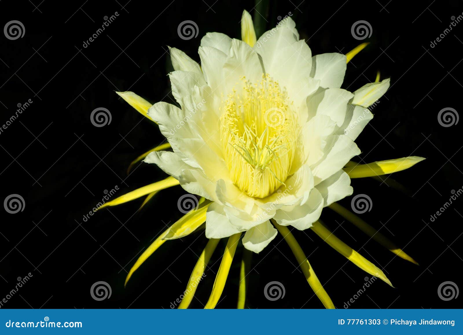 655 Flor De Pitaya Fotos de stock - Fotos libres de regalías de Dreamstime