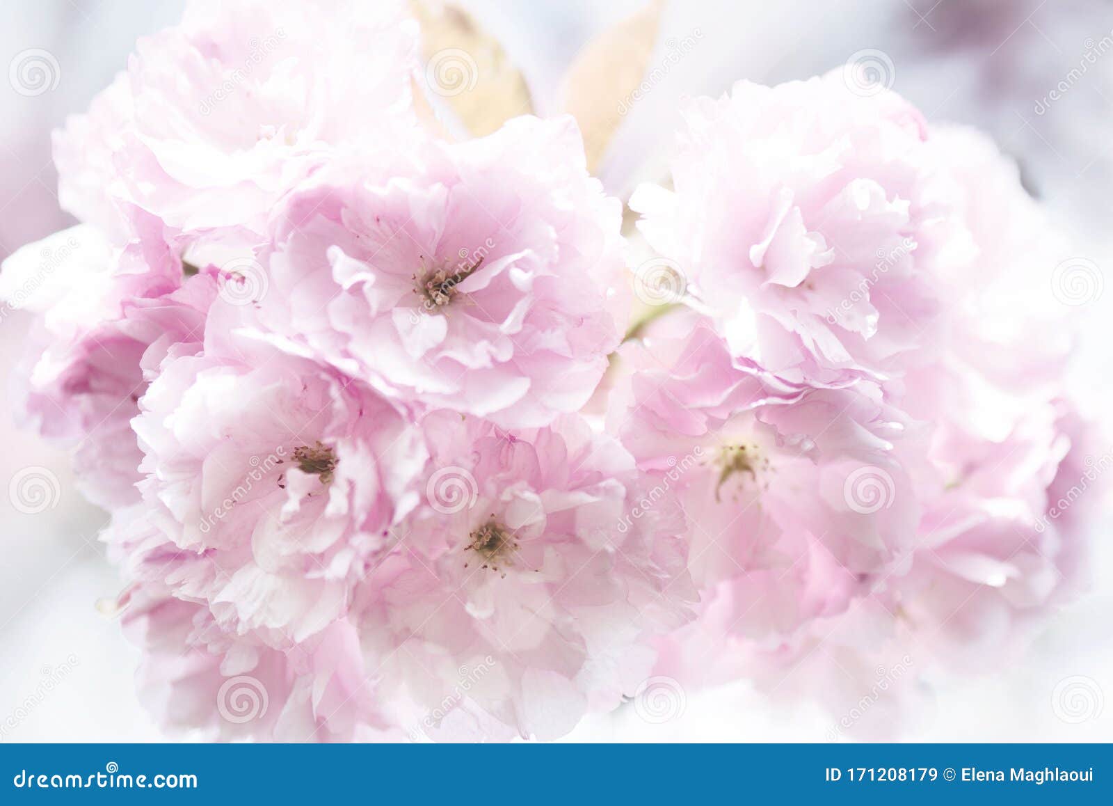 Superpotencia ® primavera los cerezos Bosque Paisaje Rosa romántico Sakura avenida 100