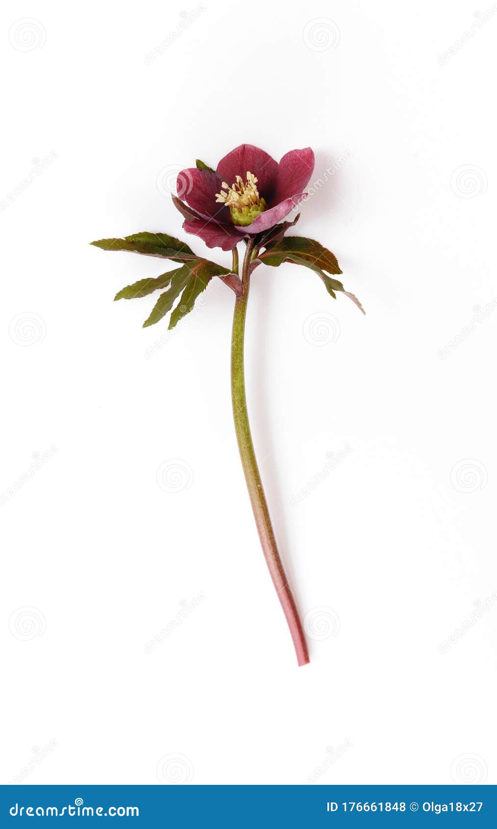 Flor De Primavera Flor Violeta Profunda Helleborus Niger Aislado En Fondo  Blanco Foto de archivo - Imagen de verde, perenne: 176661848