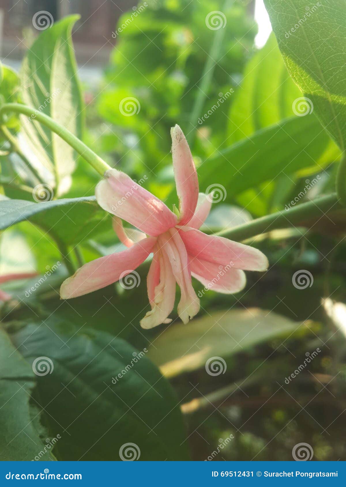 Flor de Rangoon. Flor cor-de-rosa de rangoon