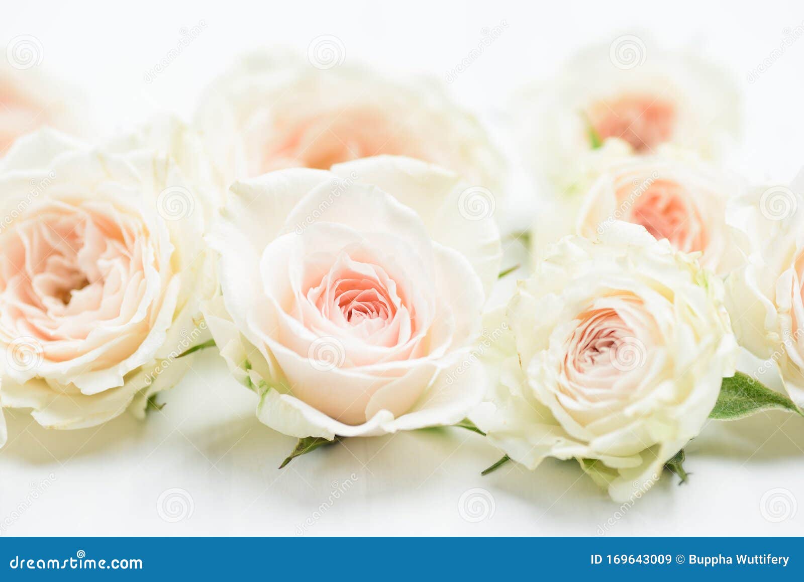 Flor De Rosa Blanca Sobre Mesa Blanca Imagen de archivo - Imagen de vector, saludo: 169643009 Flor De Rosa Blanca Sobre Mesa Blanca Imagen de archivo - Imagen de vector, saludo: 169643009