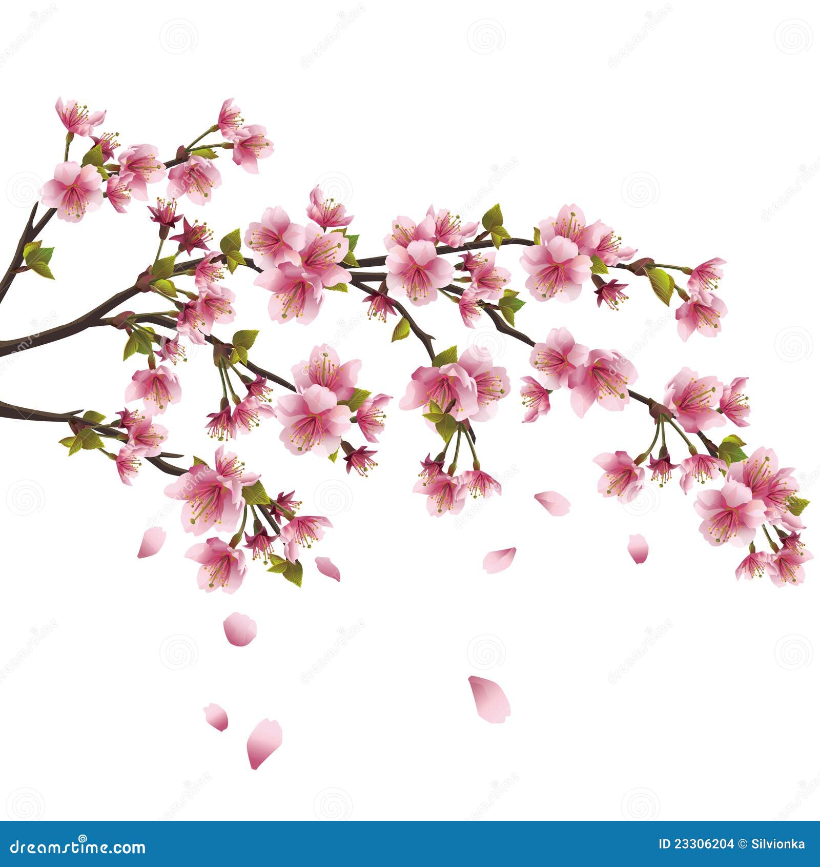 Flor De Sakura Cerezo Japonés Aislado Imagenes De Archivo Imagen