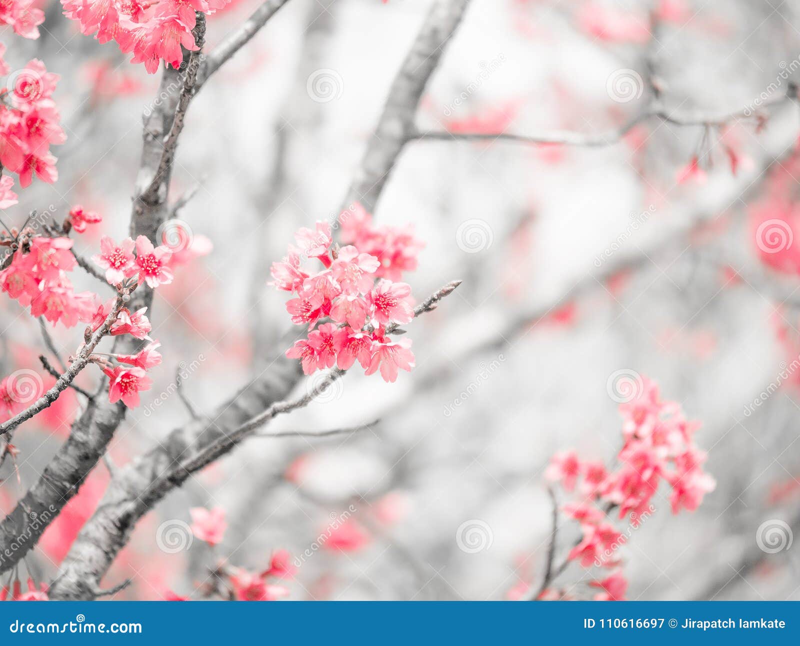 Flor De Sakura Roja O Flor De Cerezo Con Fondo Gris Imagen de archivo -  Imagen de detalle, rojo: 110616697