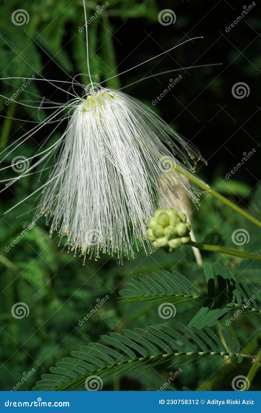 Flor De Seda Persa Com Fundo Natural Foto de Stock - Imagem de ambiente,  mola: 230758312