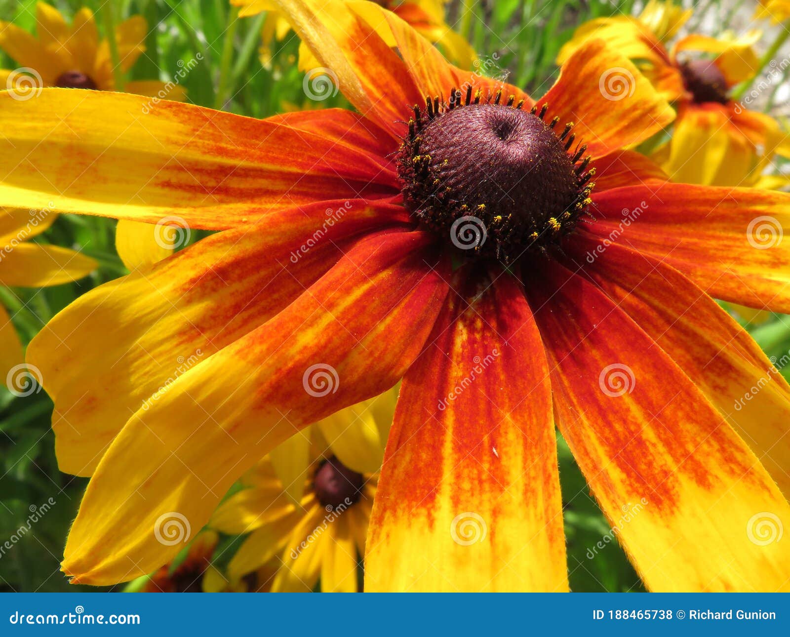 Flor De Suspiro Vermelha E Amarela Foto de Stock - Imagem de pétala,  jardim: 188465738