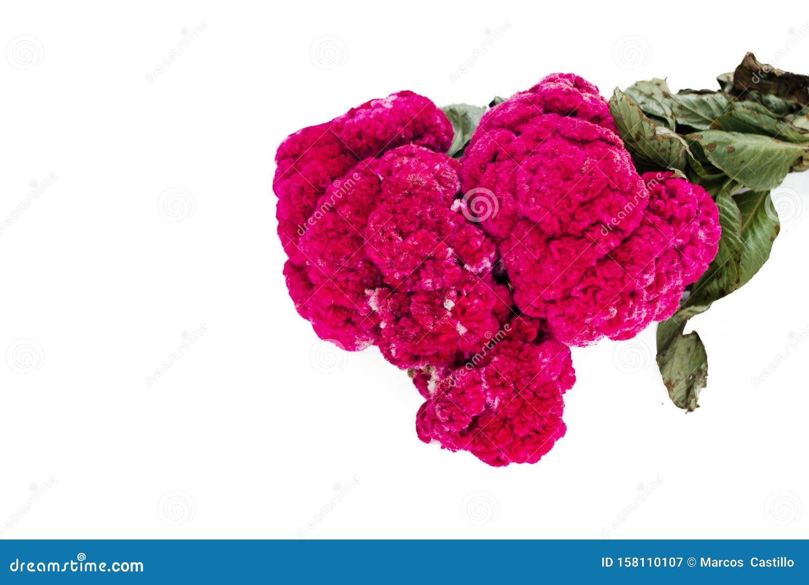 Flor De Terciopelo Celosia, Flores Mexicanas Para Oferendas Em Dia