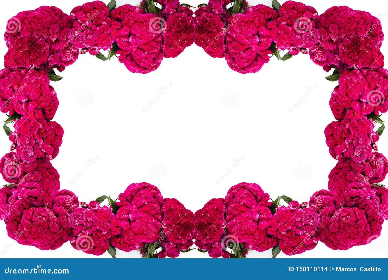 flor de terciopelo o celosia flower frame, mexican flowers for offerings ofrendas in diÃÂ­a de muertos day of the dead mexican