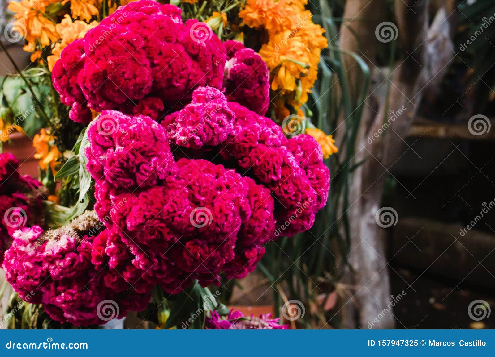 flor de terciopelo o celosia, mexican flowers for offerings ofrendas in diÃÂ­a de muertos day of the dead mexican tradition