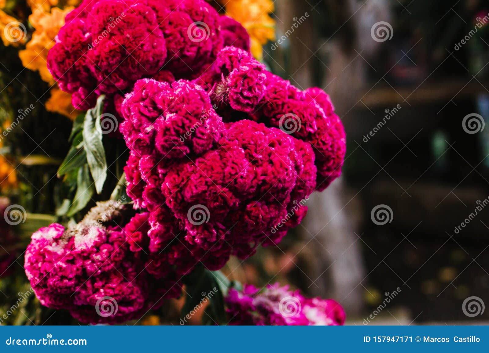 flor de terciopelo o celosia, mexican flowers for offerings ofrendas in diÃÂ­a de muertos day of the dead mexican tradition