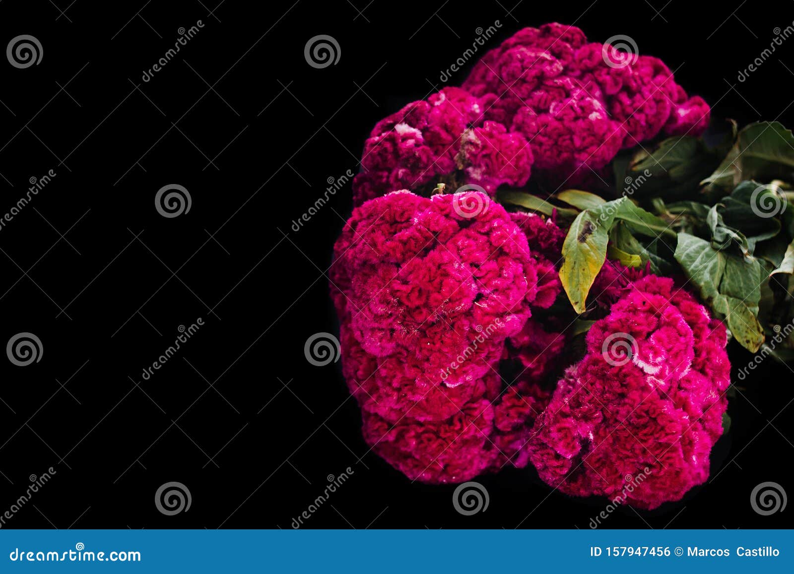 flor de terciopelo o celosia, mexican flowers for offerings ofrendas in diÃÂ­a de muertos day of the dead mexican tradition