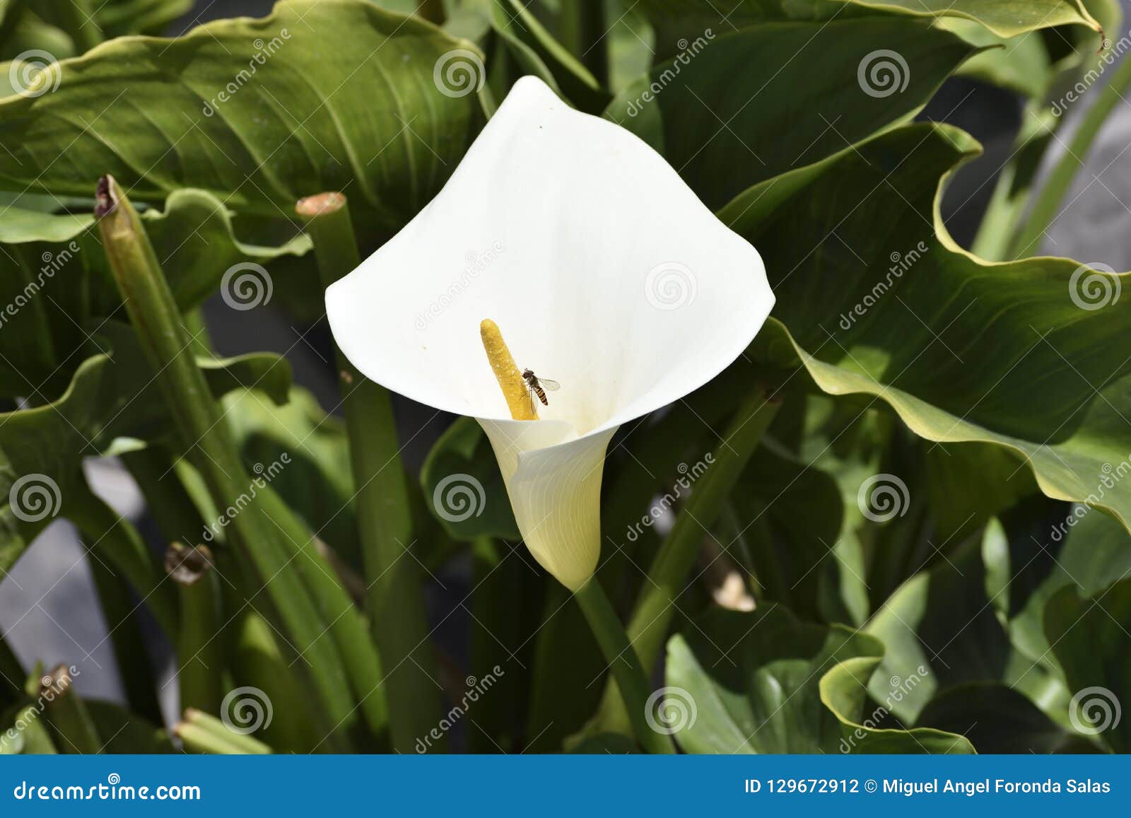 Flor De Trombeta Com Vespa Foto De Stock Imagem De Flor 129672912