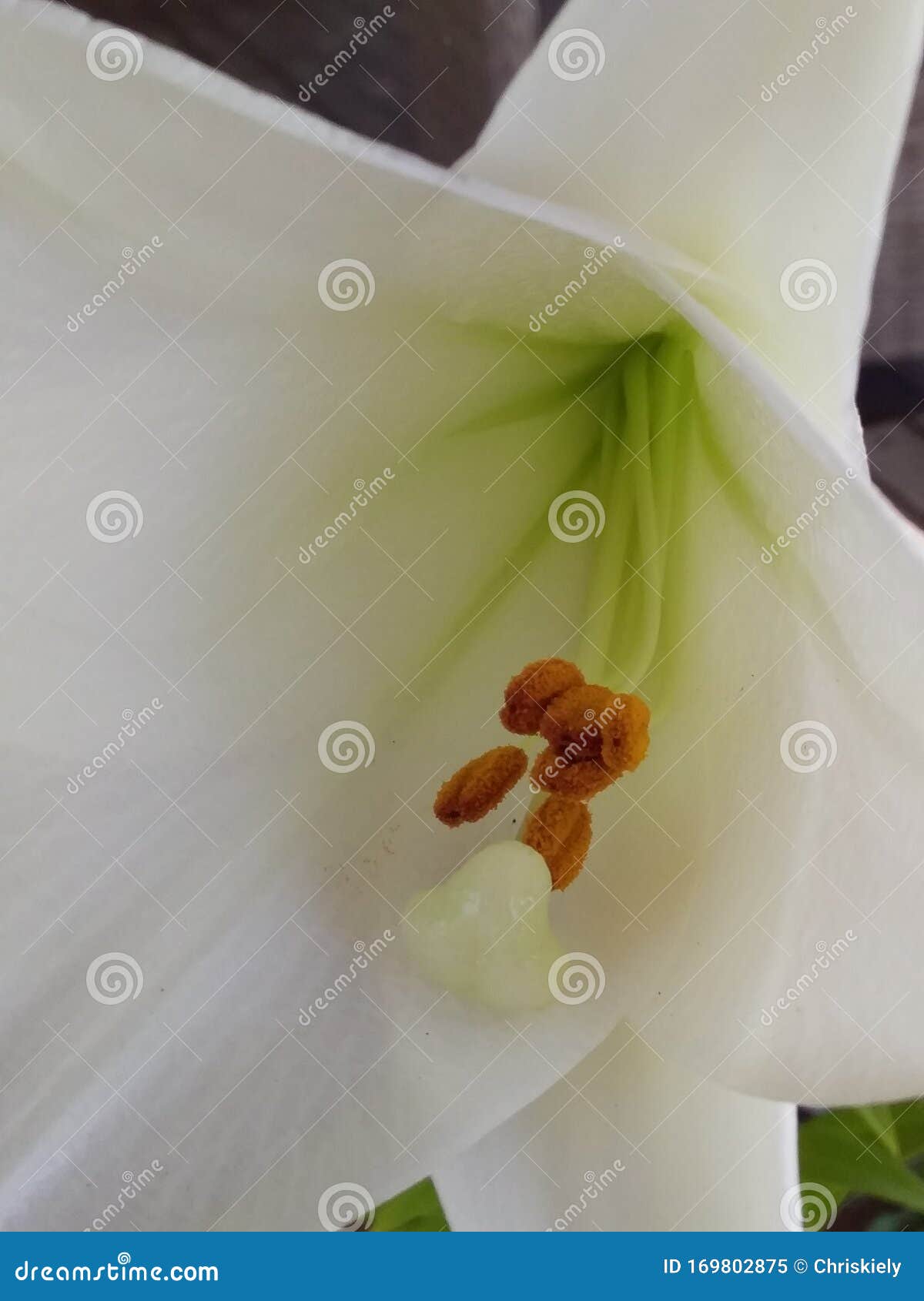 Flor de trompeta blanca imagen de archivo. Imagen de helecho - 169802875