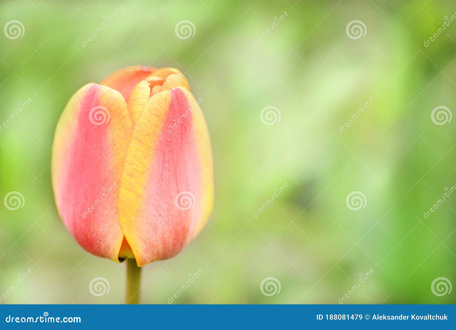 Flor De Tulipa Em Fundo Natural Imagem de Stock - Imagem de pétala, floral:  188081479