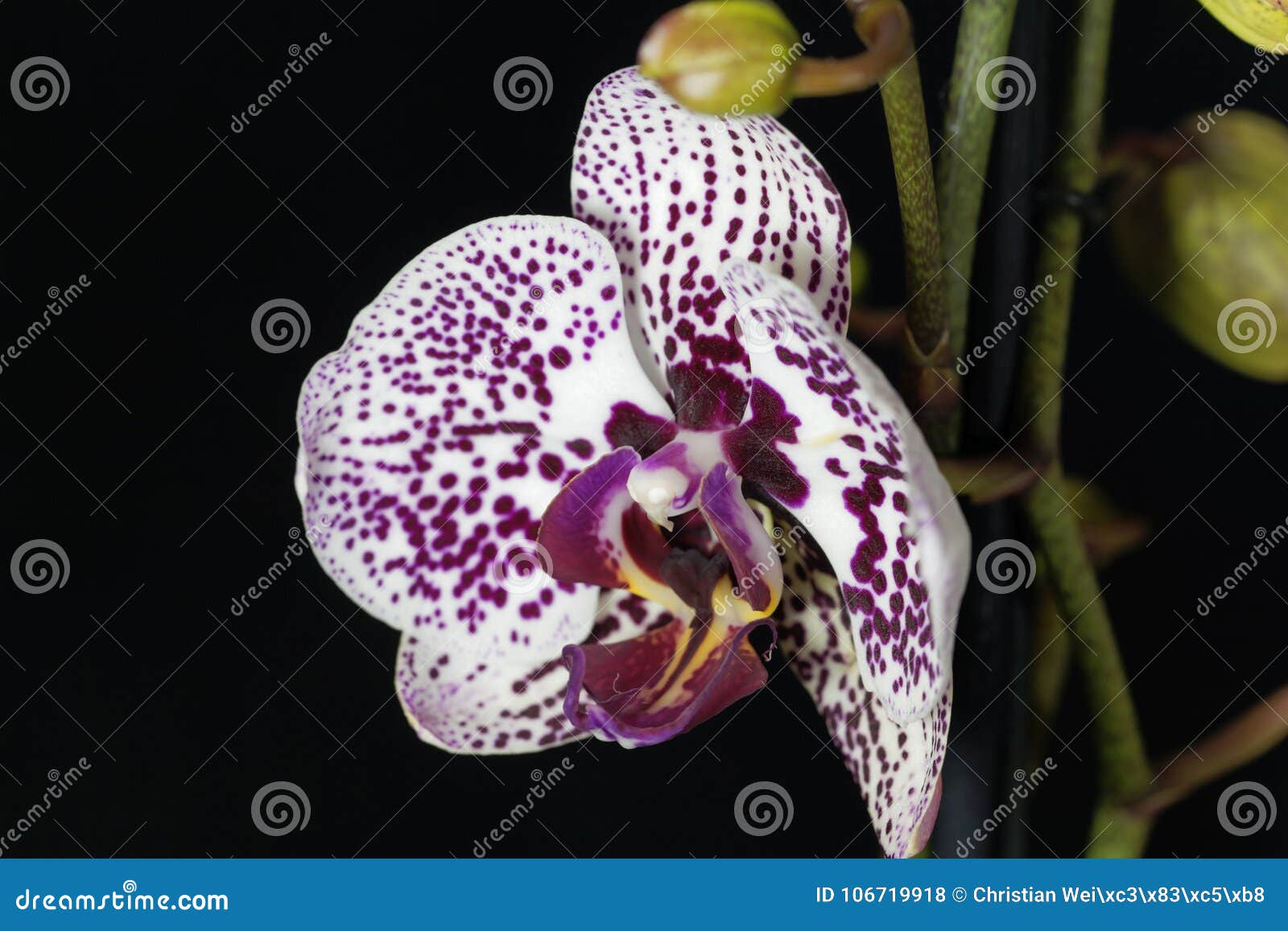 A Flor De Um Lilás E De Um Branco Coloriu a Orquídea Do Phalaenopsis Foto  de Stock - Imagem de flor, cultivado: 106719918