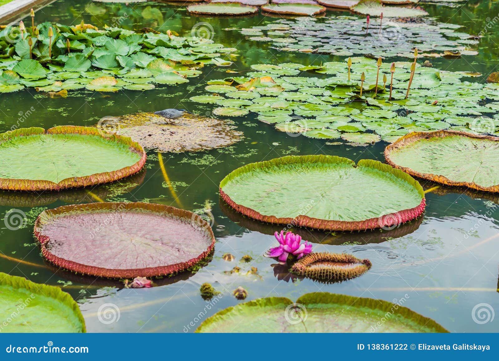 Flor De Victoria Amazonica, O De Victoria Regia, La Planta Acuática Más  Grande Del Mundo En La Selva Tropical Del Amazonas Adentr Foto de archivo -  Imagen de fondo, travieso: 138361222