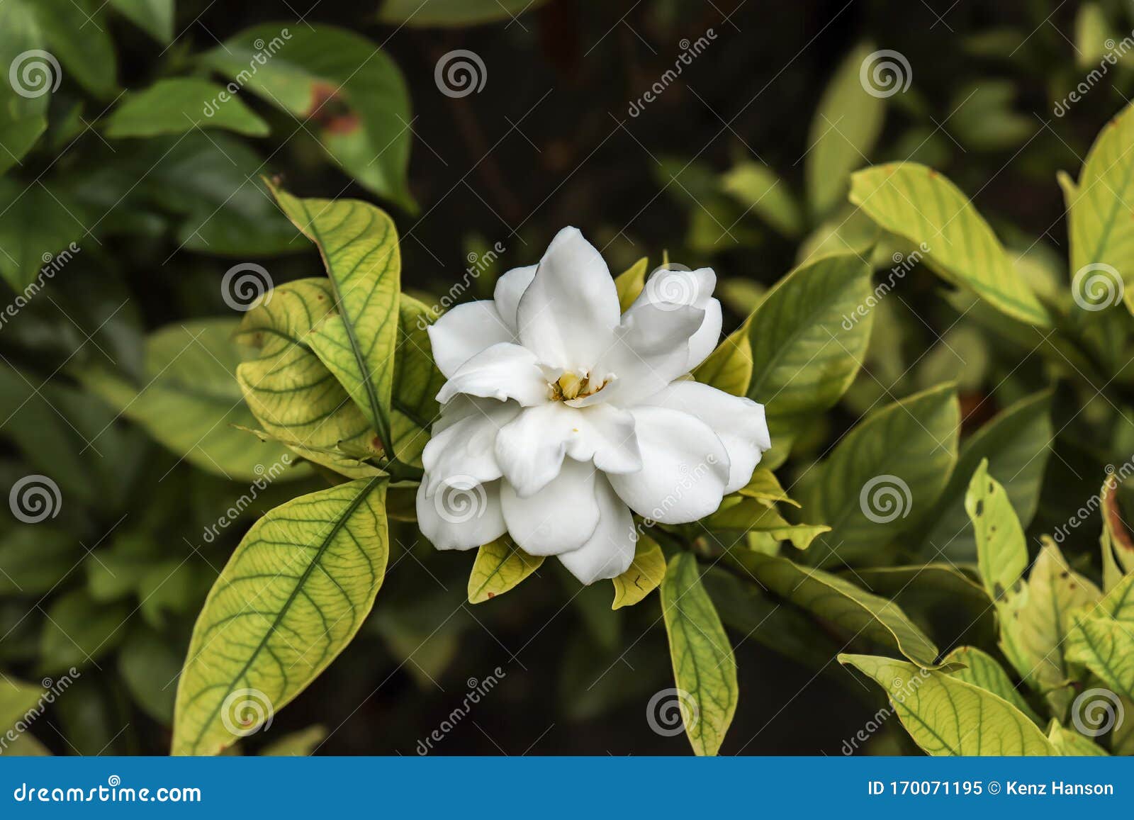 Flor De Vidrio De Placa O Comúnmente Llamada Gardenia Es Una Planta Floreciente En La Familia De Plantas De Café Imagen de archivo - Imagen de placa, flor: 170071195 Flor De Vidrio De Placa O Comúnmente Llamada Gardenia Es Una Planta Floreciente En La Familia De Plantas De Café Imagen de archivo - Imagen de placa, flor: 170071195