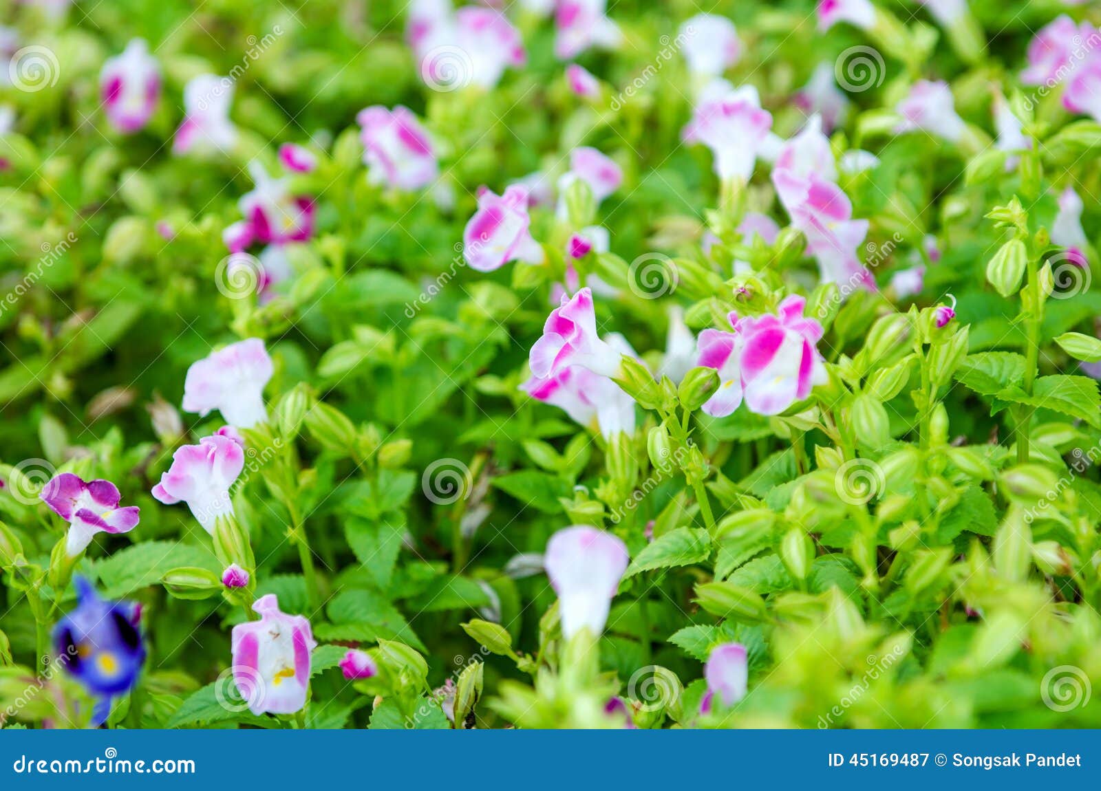 Flor de Wishbone, Bluewings, Torenia Flor hermosa en jardín