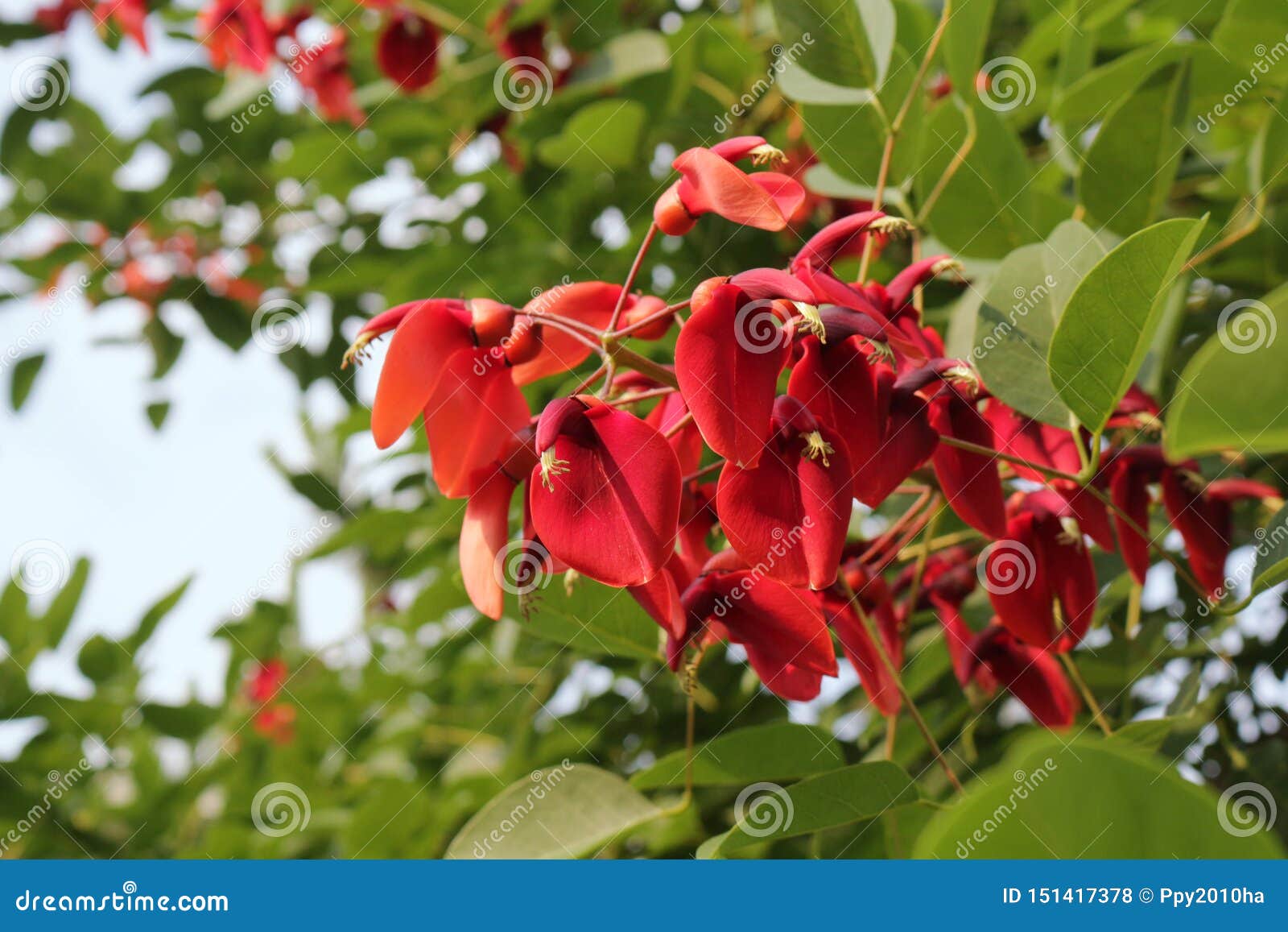 Flor Del árbol Coralino Del Espolón De Gallo De Ceibo Foto de archivo -  Imagen de travieso, rojo: 151417378