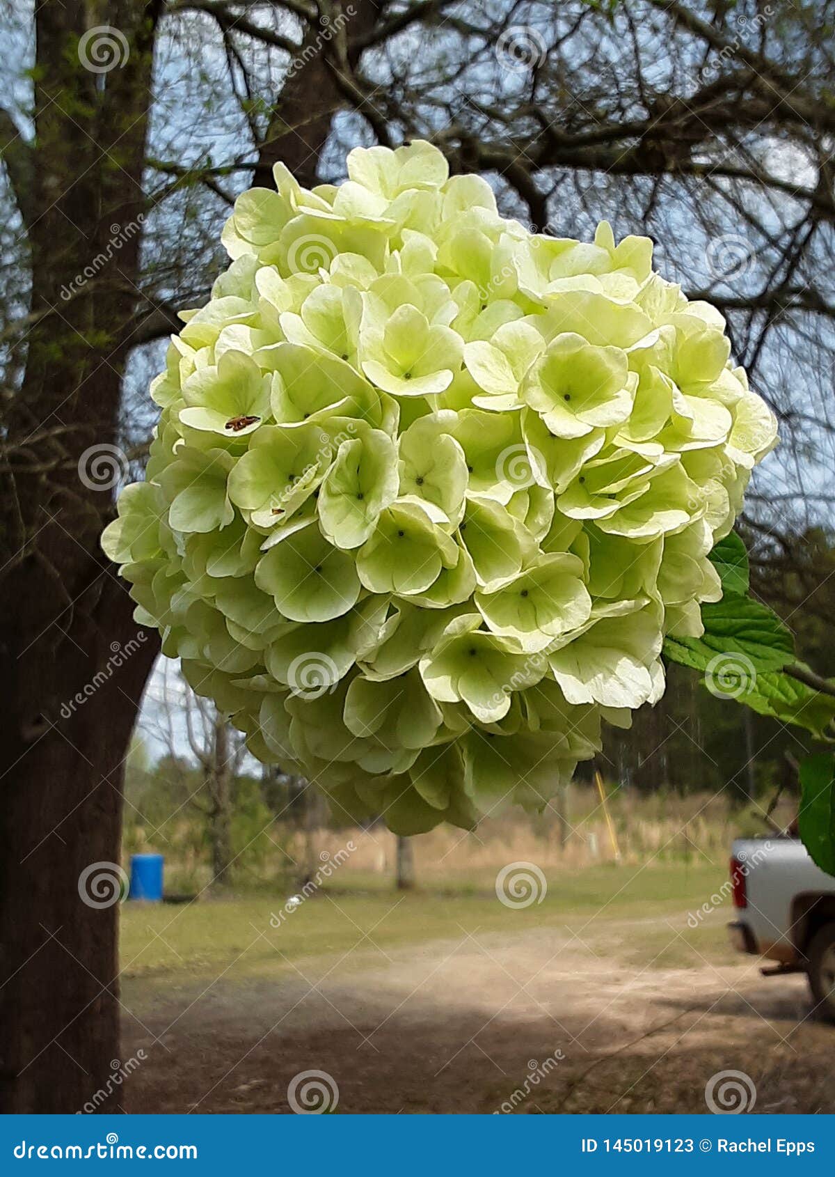 Flor Del árbol De La Bola De Nieve Imagen de archivo - Imagen de flor, blanco: 145019123 Flor Del árbol De La Bola De Nieve Imagen de archivo - Imagen de flor, blanco: 145019123