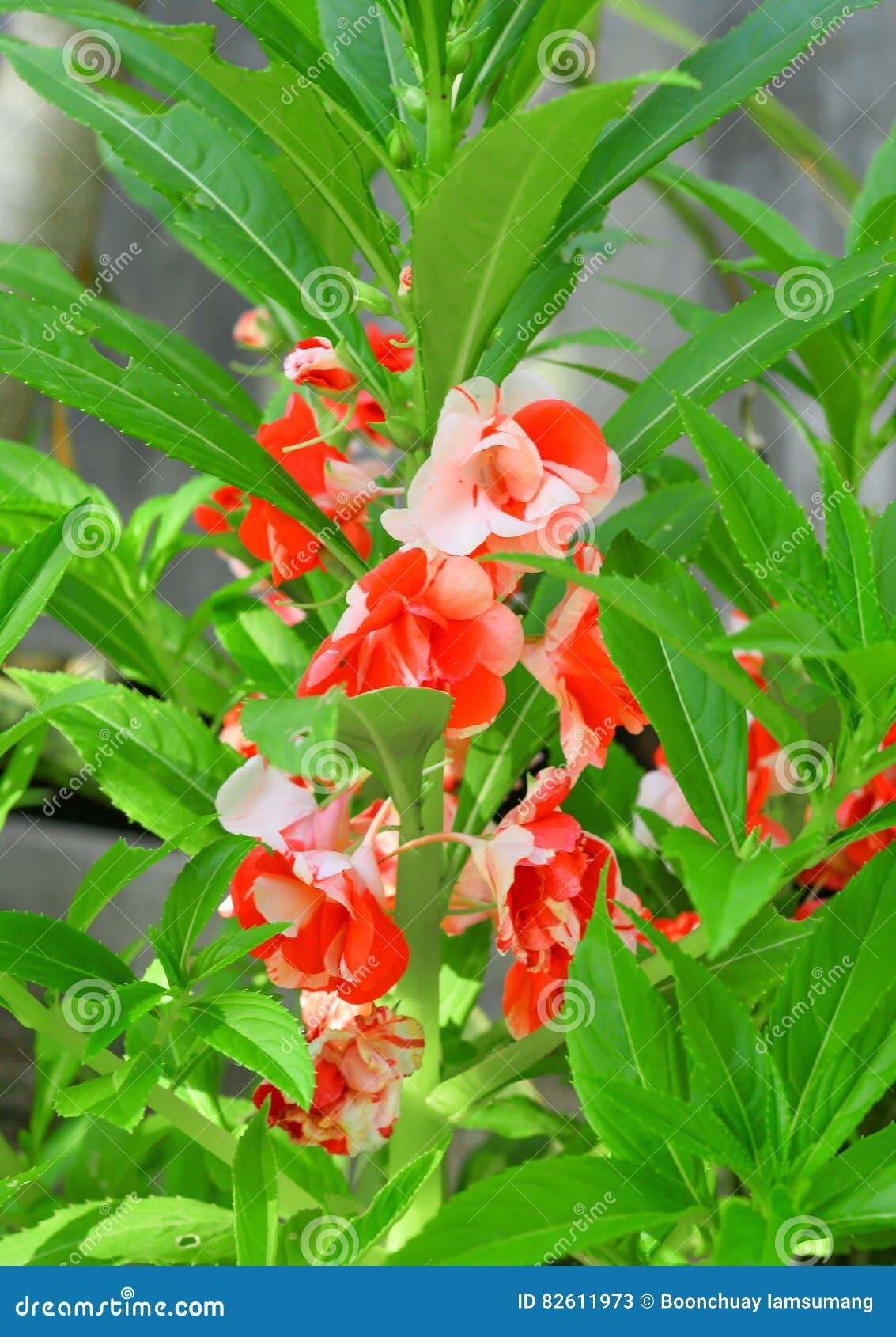 Flor Del Balsamina De Impatiens En El Jardín Para El Fondo Imagen de  archivo - Imagen de verde, flora: 82611973