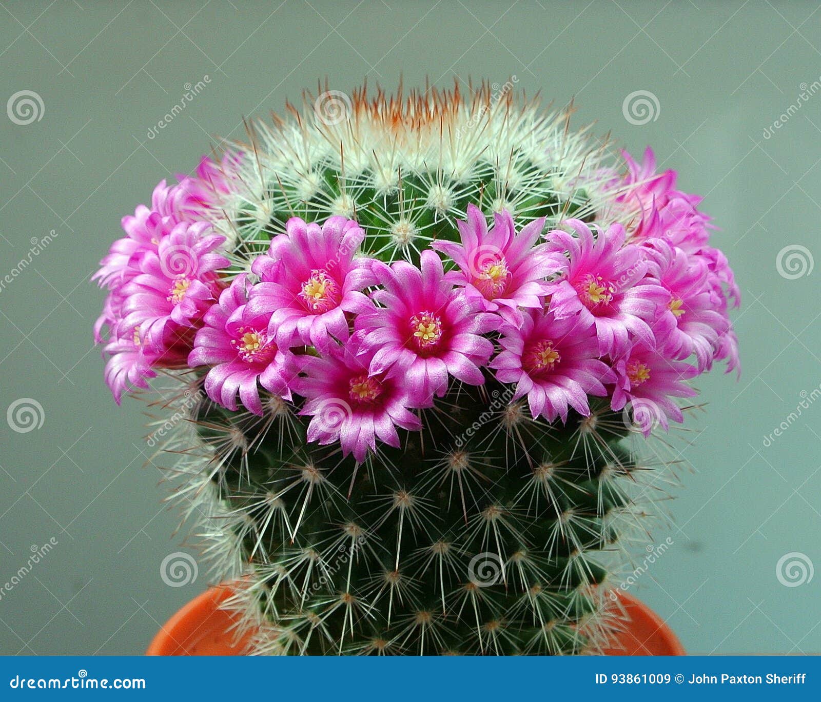 Flor del cacto imagen de archivo. Imagen de rosa, espinas - 93861009